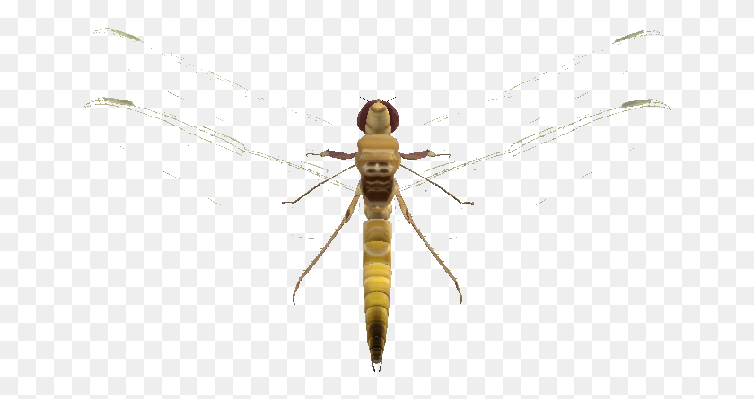 656x385 Libélula Png / Insectos Png