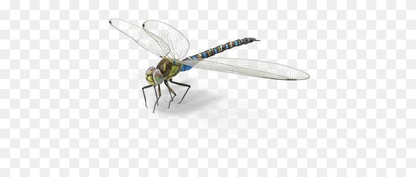 435x298 Dragonfly Background Image Net Winged Insects, Insect, Invertebrate, Animal HD PNG Download