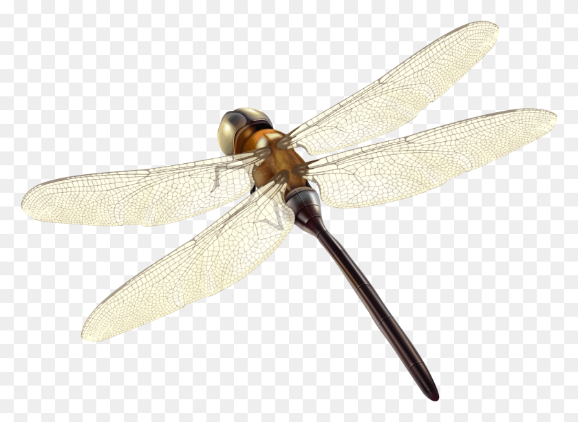 4001x2841 Dragonfly Clipart Hawker Dragonflies, Insect, Invertebrate, Animal HD PNG Download