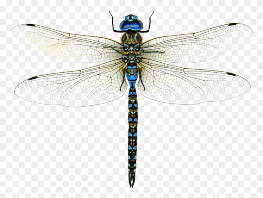 1229x907 Dragonfly High Quality Image Dragonfly, Insect, Invertebrate, Animal HD PNG Download