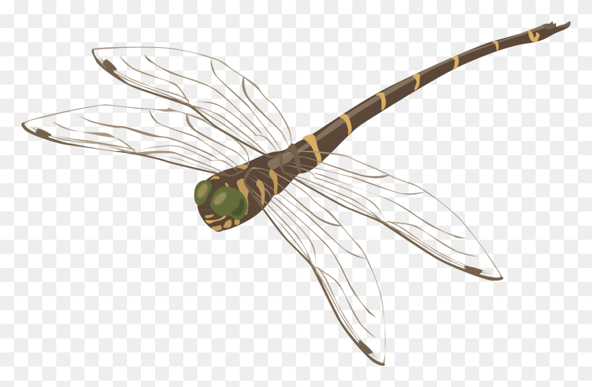 2575x1615 Dragonfly Strekoza, Bow, Animal, Insect HD PNG Download