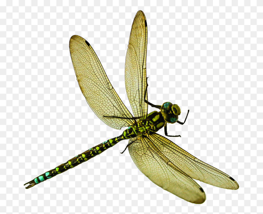 691x625 Dragonfly Transparent Dragonfly, Insect, Invertebrate, Animal HD PNG Download