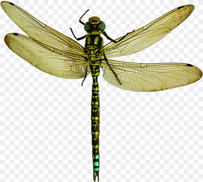 1406x1260 Dragonfly Image Dragonfly, Animal, Insect, Invertebrate Transparent PNG