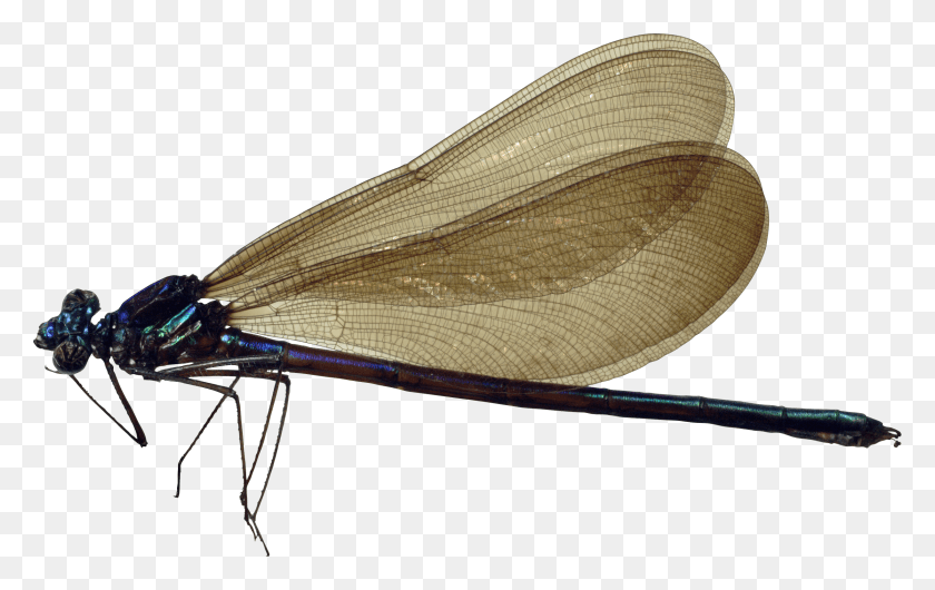 2449x1476 Dragonfly Transparent Images Dragon Fly Images Transparent Background, Insect, Invertebrate, Animal HD PNG Download