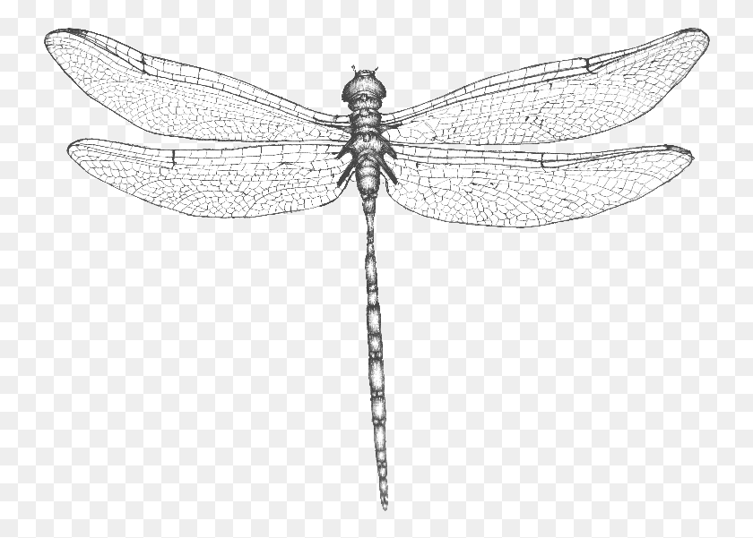 744x541 Dragonfly Wings Dragonfly, Insect, Invertebrate, Animal HD PNG Download