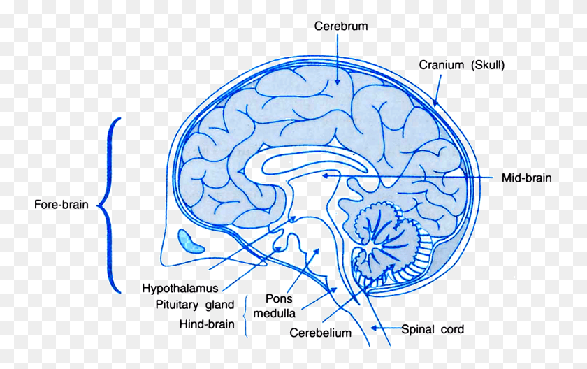 740x468 Descargar Png Dibujar Un Diagrama Etiquetado De Una Sección Del Cerebro Humano Clase De Cerebro Humano, Trazar, Patrón Hd Png