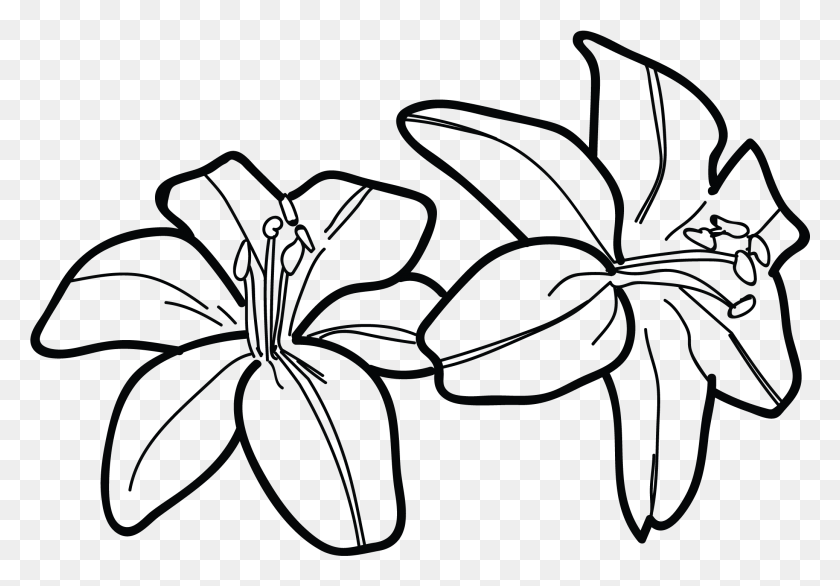 Draw A Tiger Lily, Graphics, Cat HD PNG Download - FlyClipart