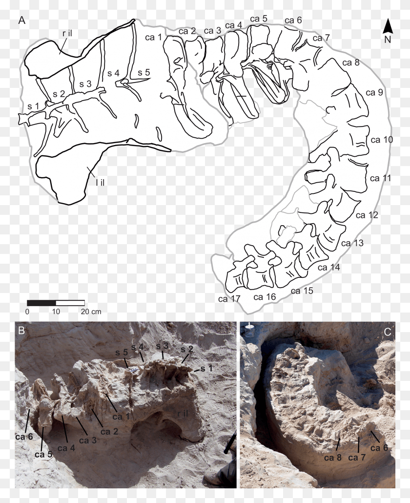 1763x2194 Drawing, Soil, Archaeology, Diagram HD PNG Download