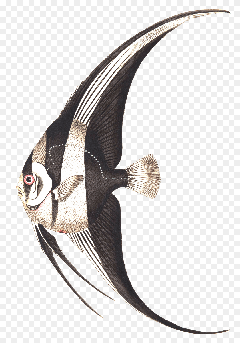 3277x4777 Drawing An Unusual Beautiful Fish Exutic Fish HD PNG Download