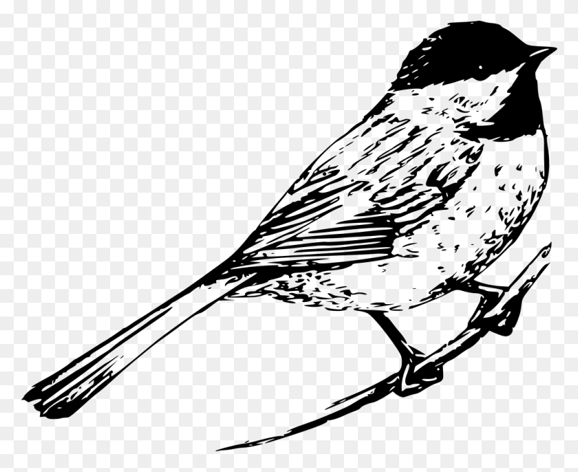 1024x822 Drawing Black And White Bird, Gray, World Of Warcraft HD PNG Download
