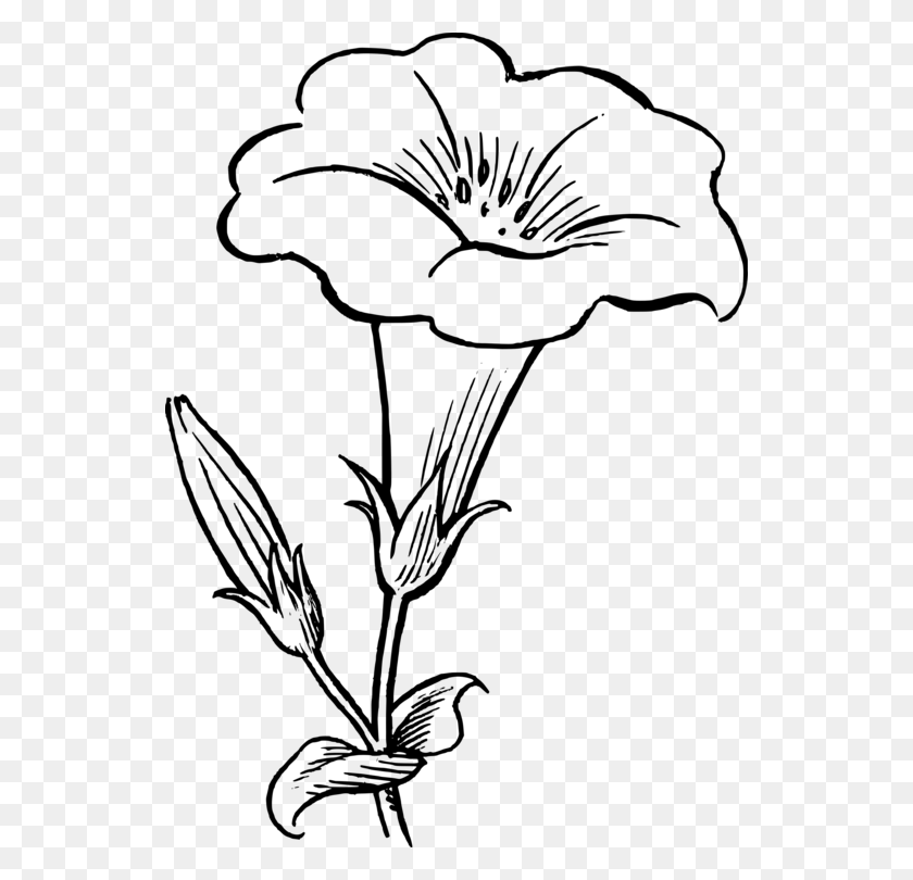 536x750 Drawing Black And White Flower Line Art Yellow Bell Flower Clipart Black And White, Gray, World Of Warcraft HD PNG Download
