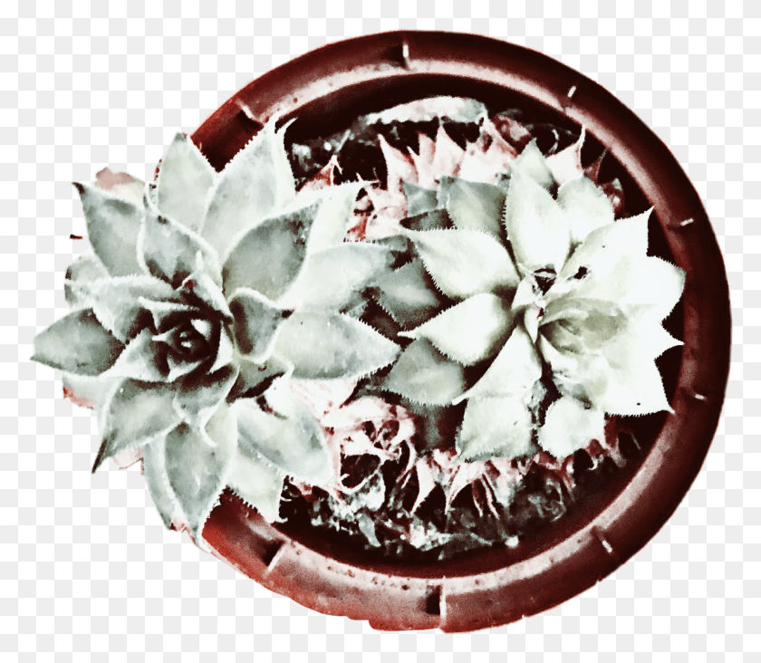 1187x1024 Dibujo De Cactus Artístico Clipart Transparente Agave Azul, Helado, Crema, Postre Hd Png