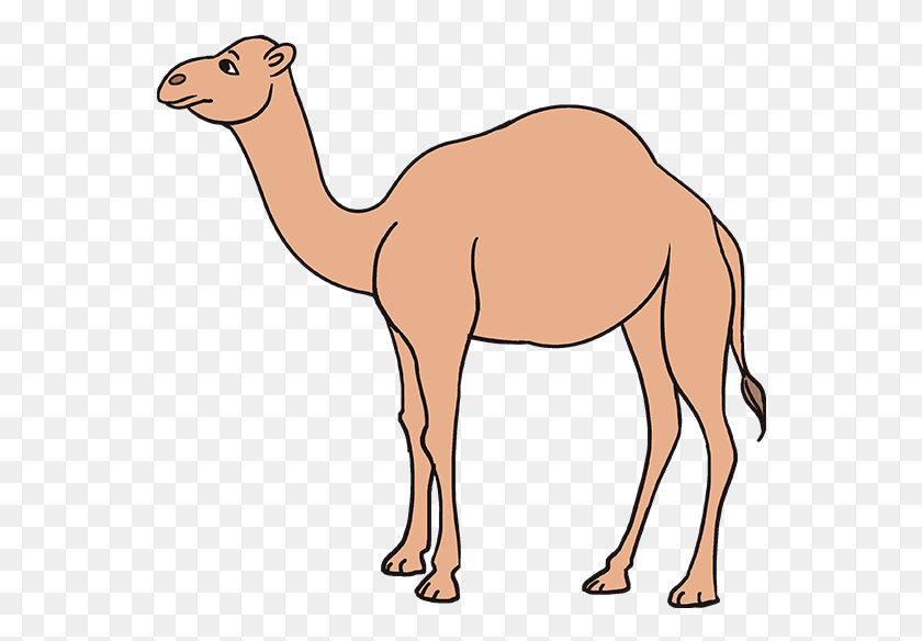 556x524 Drawing Camels Printable Camel Drawing Easy, Mammal, Animal, Horse HD PNG Download
