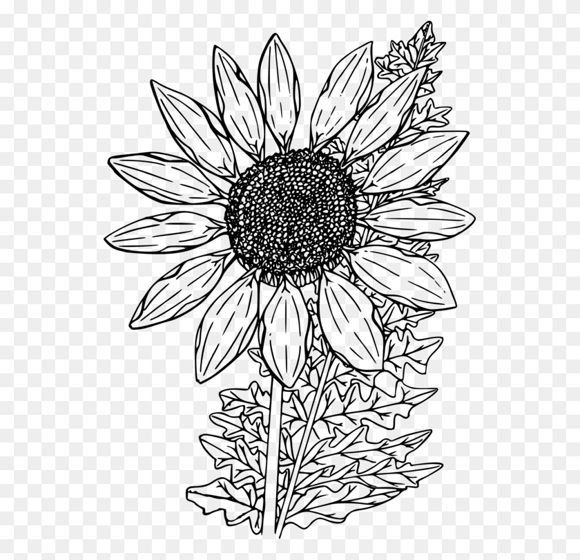 Clipart sunflower black and white - 🧡 Sunflower Black And White...