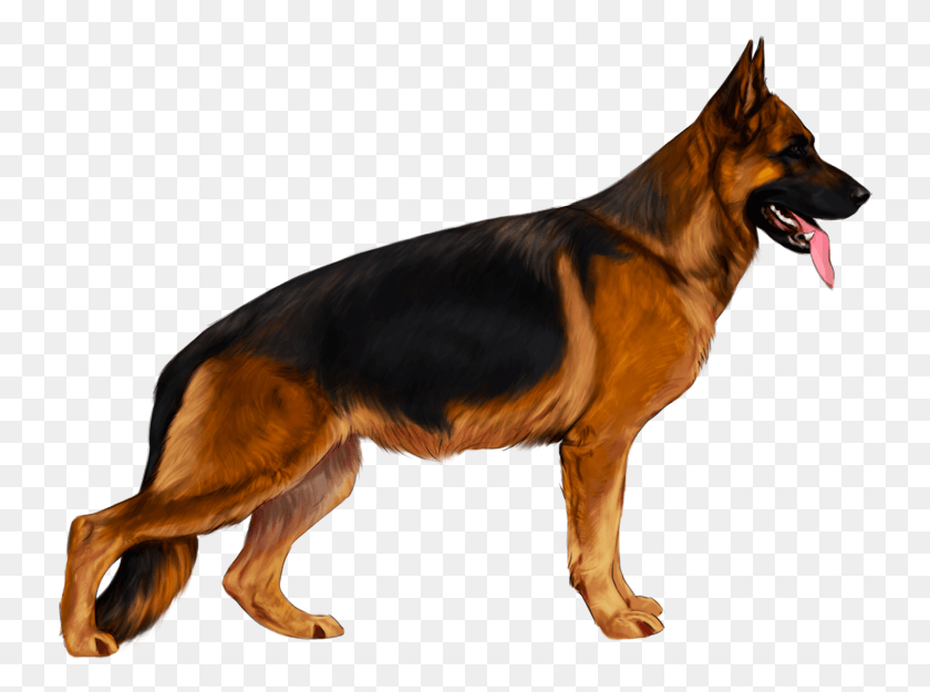 738x565 Drawing Dark German Shepherd German Shepherd Rich Black And Tan, Dog, Pet, Canine HD PNG Download