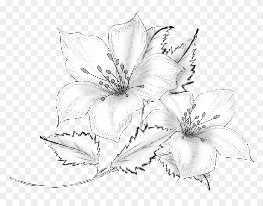 1069x825 Drawing Decorative By Roula Flower Pencil Drawings Flowers Drawing Drawing, Plant, Lily, Blossom HD PNG Download