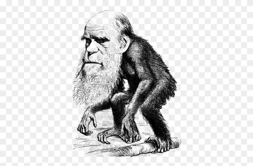 365x491 Рисунок Пером Гориллы Чарльз Дарвин, На Открытом Воздухе, Природа Hd Png Скачать