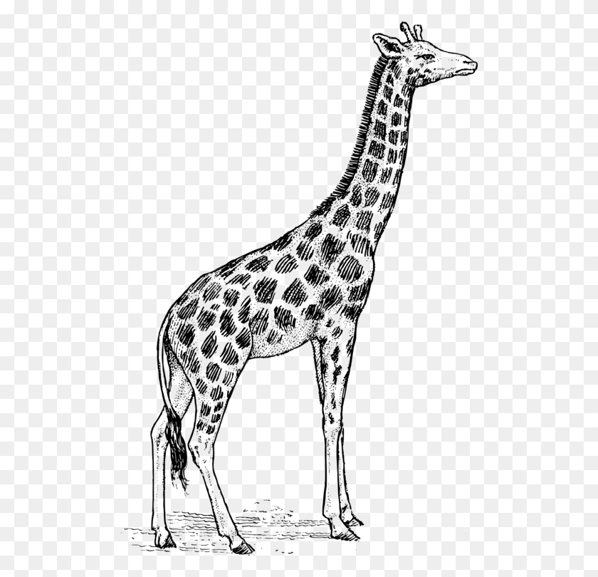 502x750 Drawing Line Art Pencil Cartoon Giraffe Black And White, Gray, World Of Warcraft HD PNG Download