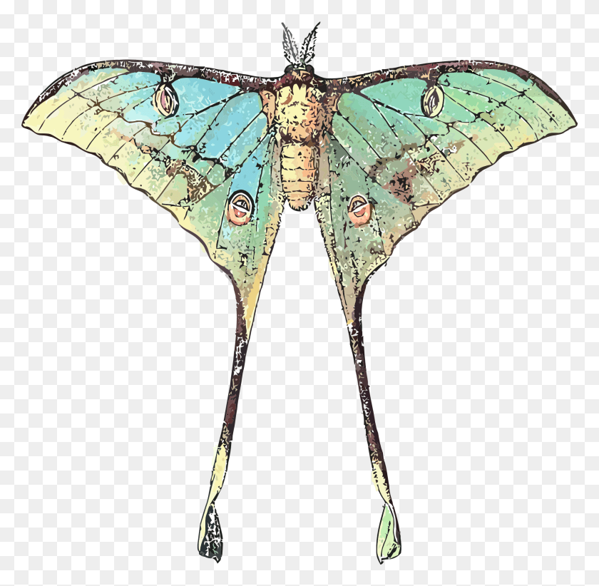 1920x1877 Drawing Of A Butterfly Insect With Long Wings Comet Moth, Invertebrate, Animal HD PNG Download