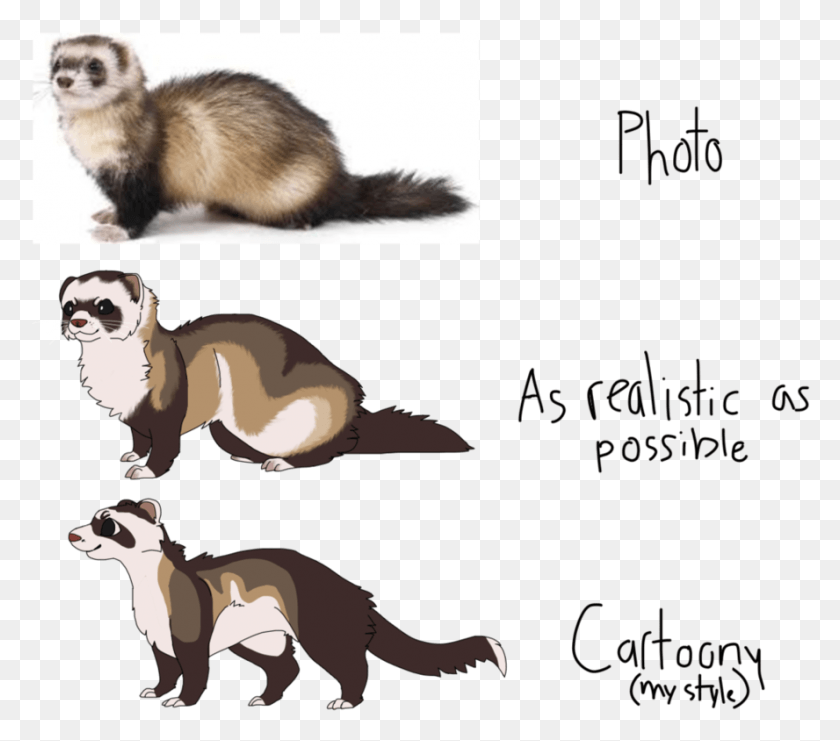 888x776 Drawing Of A Ferret, Mammal, Animal, Cat HD PNG Download