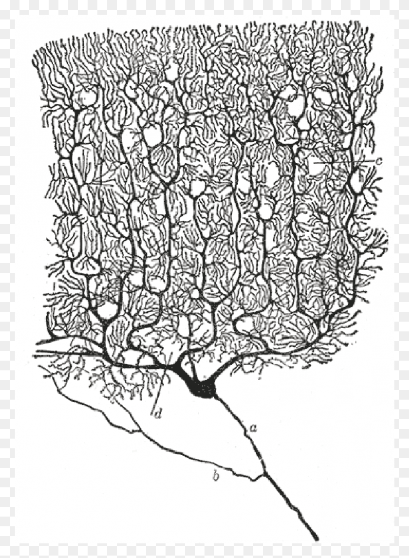 911x1268 Dibujo De Una Célula De Purkinje Por Santiago Ramn Y Cajal Neuronas Ramon Y Cajal, Doodle Hd Png