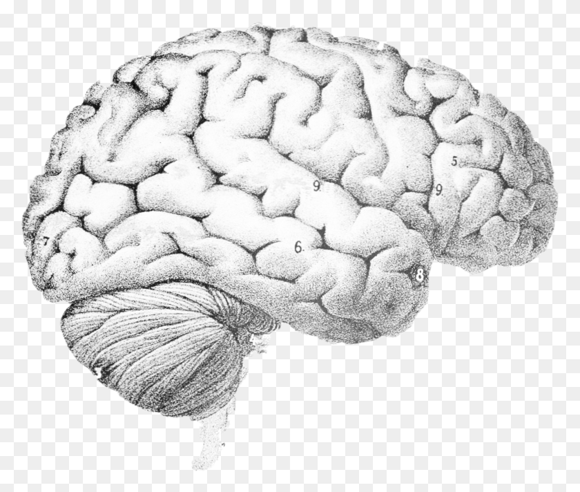 1717x1437 Drawing Of A Real Brain Question Brain, Plant, Fungus, Food HD PNG Download