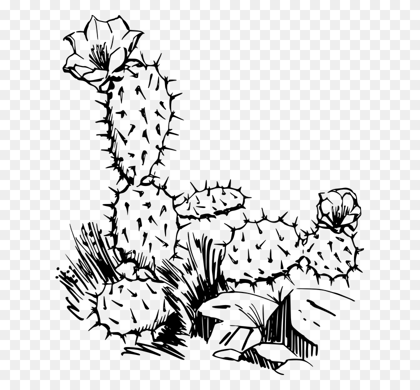 617x720 Drawing Of Cactus Plant, Gray, World Of Warcraft HD PNG Download