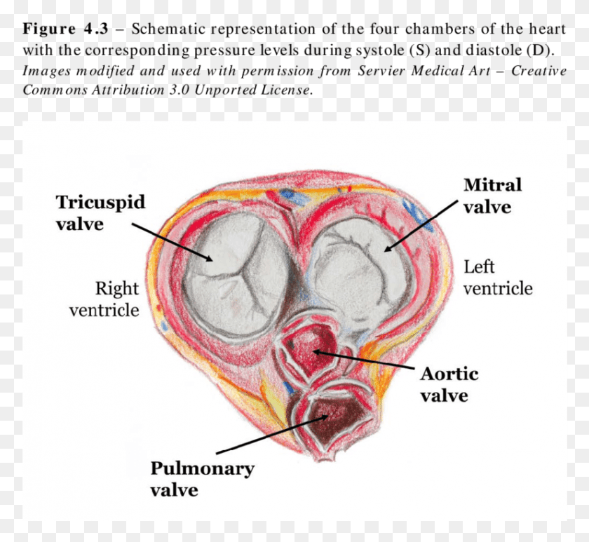 827x756 Drawing Of The Av Plane And The Four Cardiac Valves Cardiac Valve Plane, Plot, Diagram, Shoulder HD PNG Download