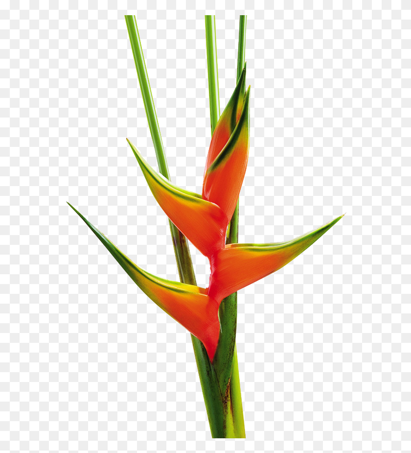 578x865 Drawing Orchid Flower Colombian Lobster Claws, Plant, Blossom, Bird HD PNG Download