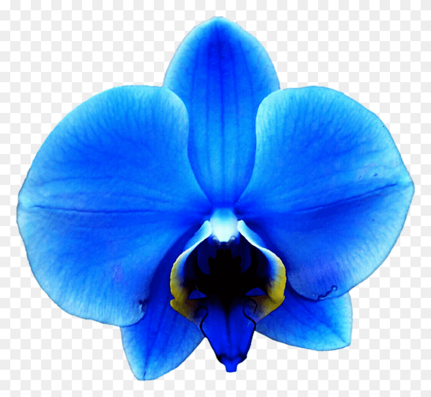 992x908 Рисунок Цветок Орхидеи Колумбийский Религиозный С Запоздалым Днем ​​Рождения, Растение, Цветок, Гриб Hd Png Скачать