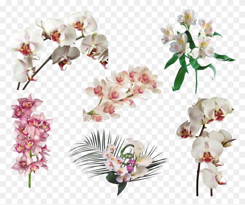 1459x1201 Drawing Orchid Flower Phalaenopsis Sanderiana, Plant, Blossom, Cherry Blossom HD PNG Download