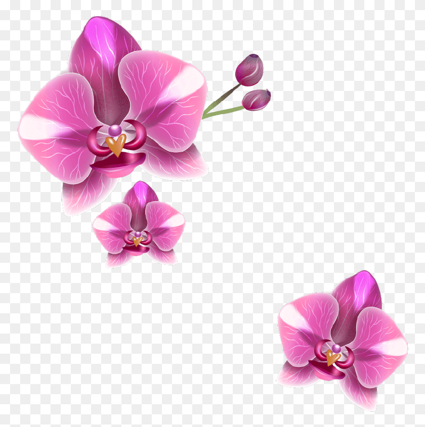 774x785 Рисунок Орхидеи Реалистичный Мотылек Орхидея, Растение, Цветок, Цветение Png Скачать