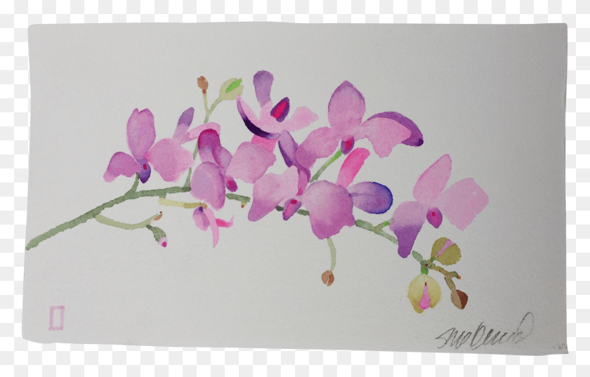 2820x1725 Drawing Orchid Watercolor Orchid Watercolor Painting, Plant, Flower, Blossom HD PNG Download
