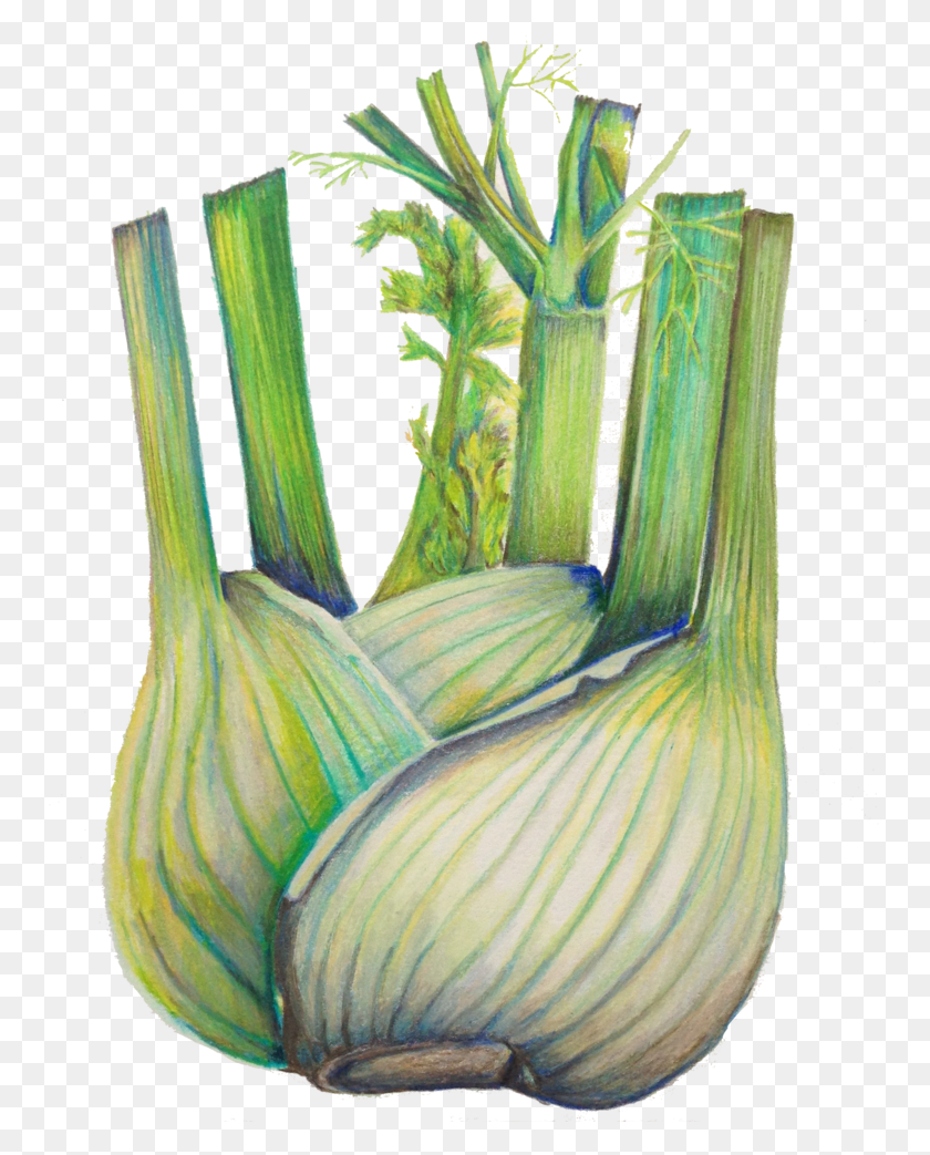 753x983 Рисование Карандашом Рисование Фенхеля, Растение, Овощ, Еда Png Скачать