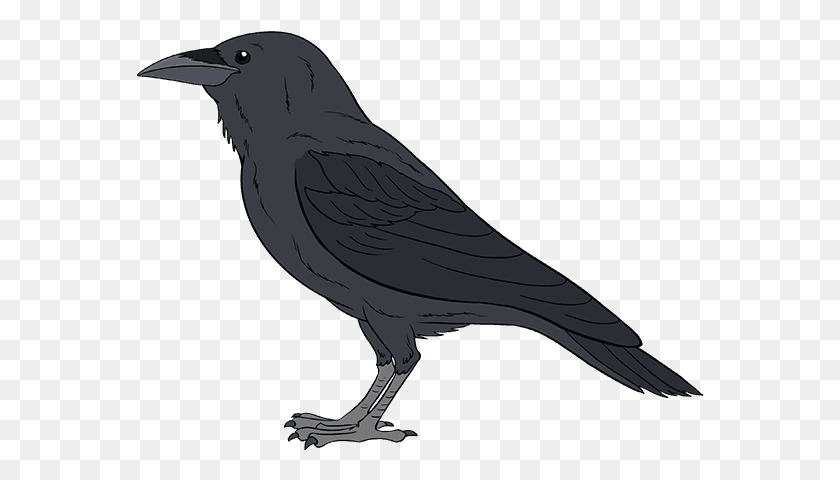 568x420 Drawing Raven Eye Black Crow Bird, Animal, Blackbird, Agelaius HD PNG Download