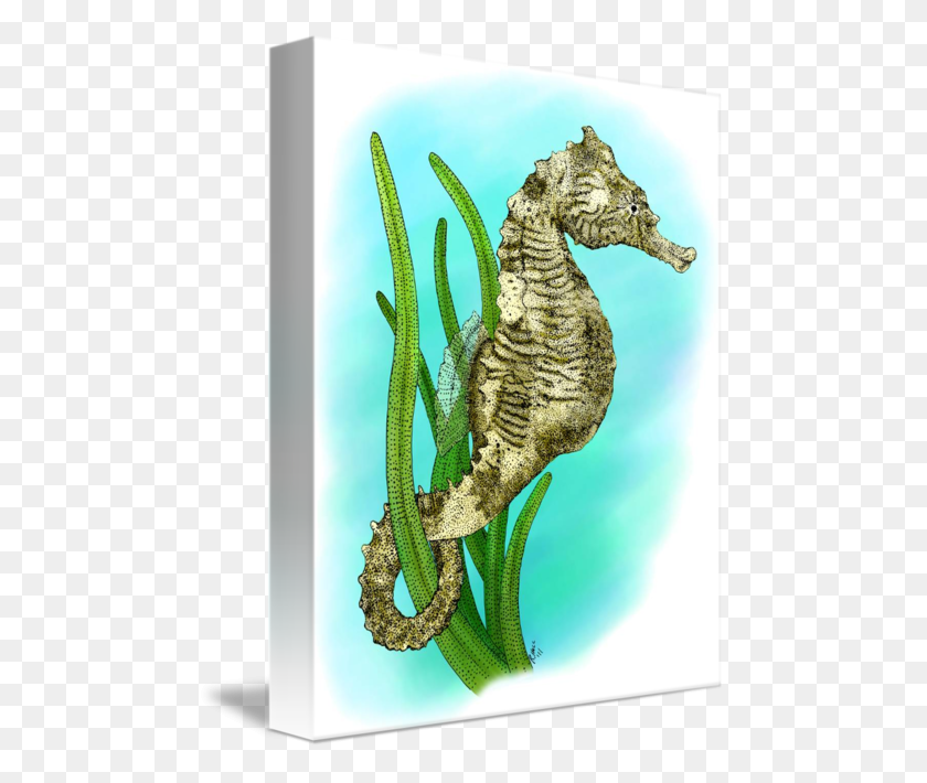 477x650 Drawing Seahorse Dwarf Northern Seahorse, Sea Life, Animal, Mammal HD PNG Download