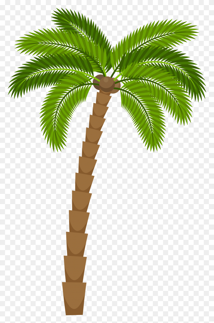 3001x4641 Drawing Silhouette Royalty Free Coconut Tree Picture Drawing, Palm Tree, Tree, Plant HD PNG Download