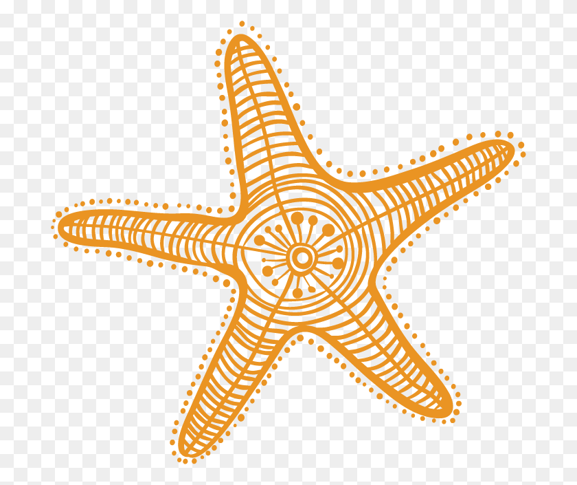 692x645 Drawing Starfish Detailed Estrella De Mar Clipart, Sea Life, Animal, Invertebrate HD PNG Download
