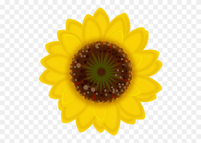 518x537 Drawing Sunflowers Daisy Yellow Small Flower Transparent, Plant, Blossom, Sunflower HD PNG Download