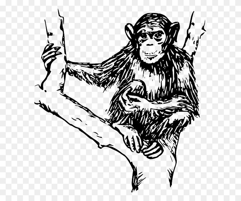 599x640 Drawing Tree Branches Holding Hairy Chimpanzee Monkey Black And White, Ape, Wildlife, Mammal HD PNG Download