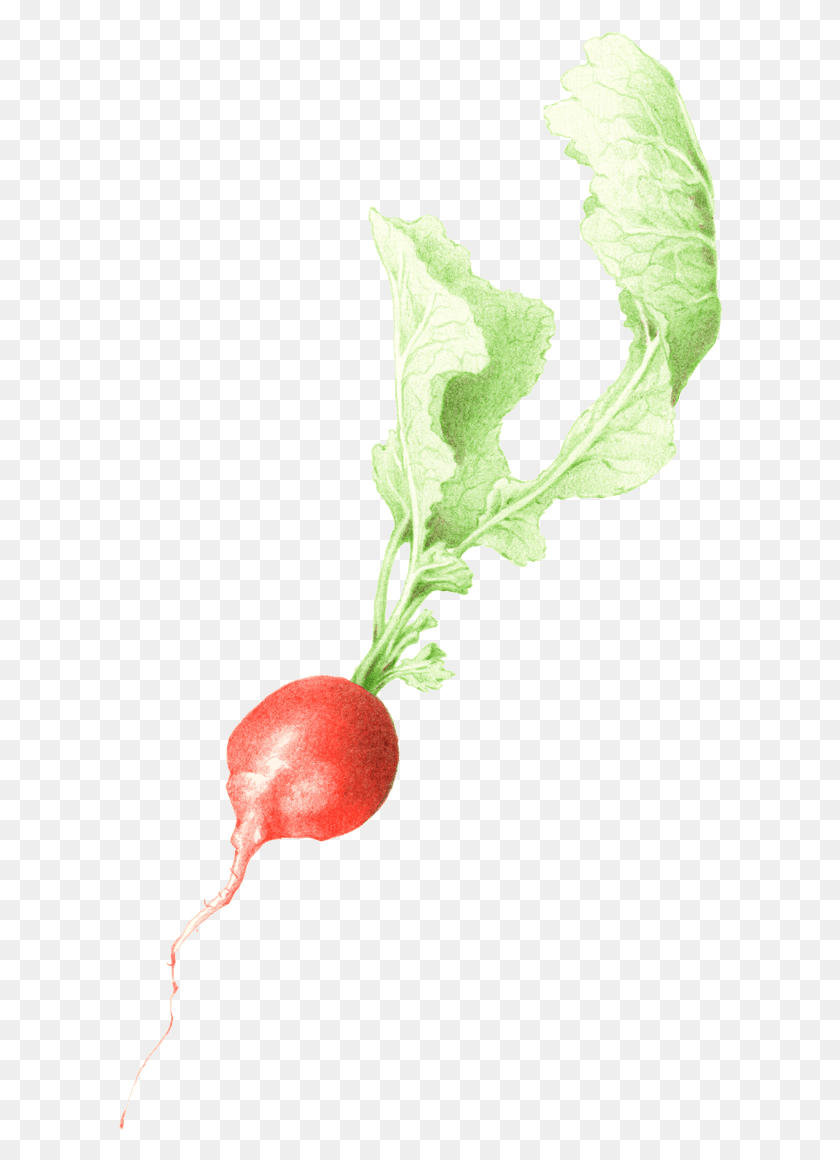 606x1100 Рисование Овощей Редис Редис, Растение, Овощи, Еда Hd Png Скачать