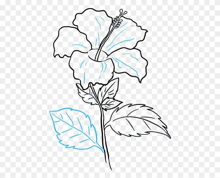 466x621 Drawings Of Hibiscus Flowers How To Draw A Gudhal Ka Phool Drawing, Graphics, Floral Design HD PNG Download