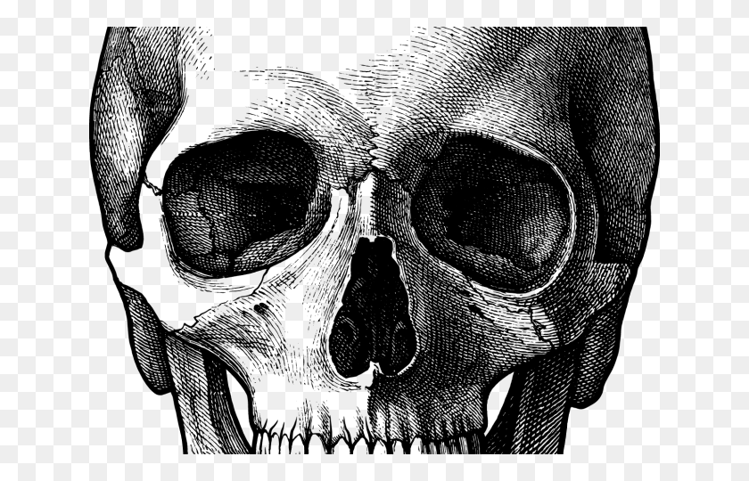 640x480 Drawings Of Skulls Skull And Spine Drawing, Gray, World Of Warcraft HD PNG Download