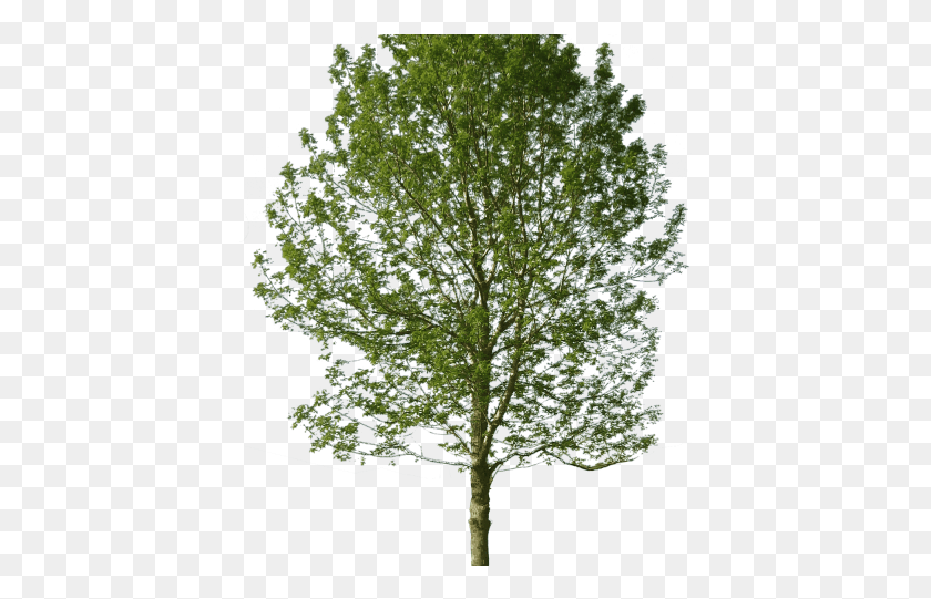 409x481 Нарисованный 3D Tree Tree Entourage, Растение, Дуб, Клен Hd Png Скачать