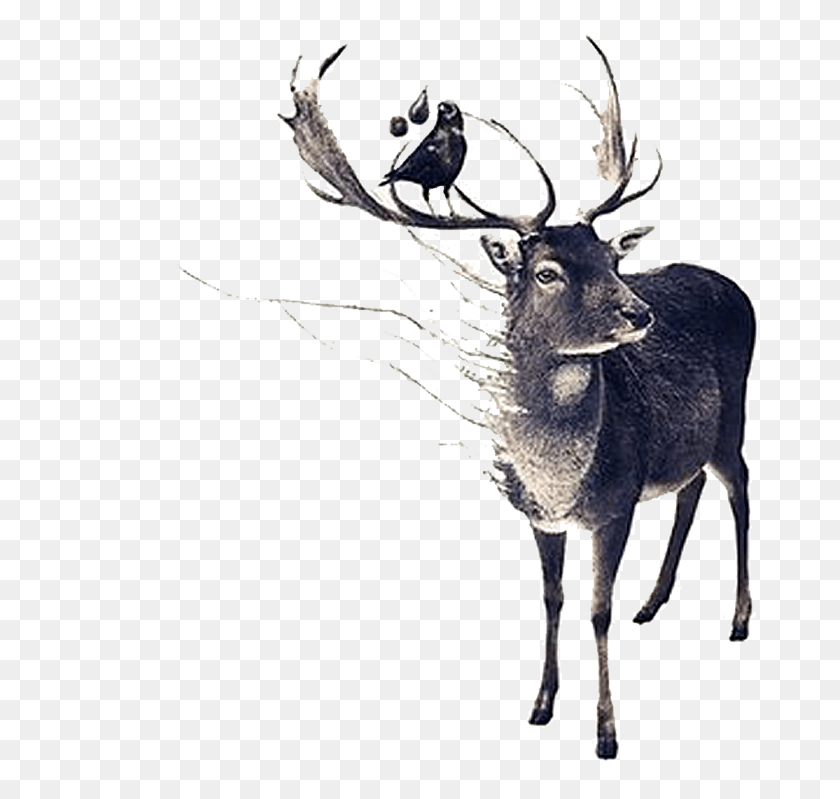 679x739 Нарисованный Рог Олень Олень Рога Олень Искусство, Лось, Дикая Природа, Млекопитающее Hd Png Скачать