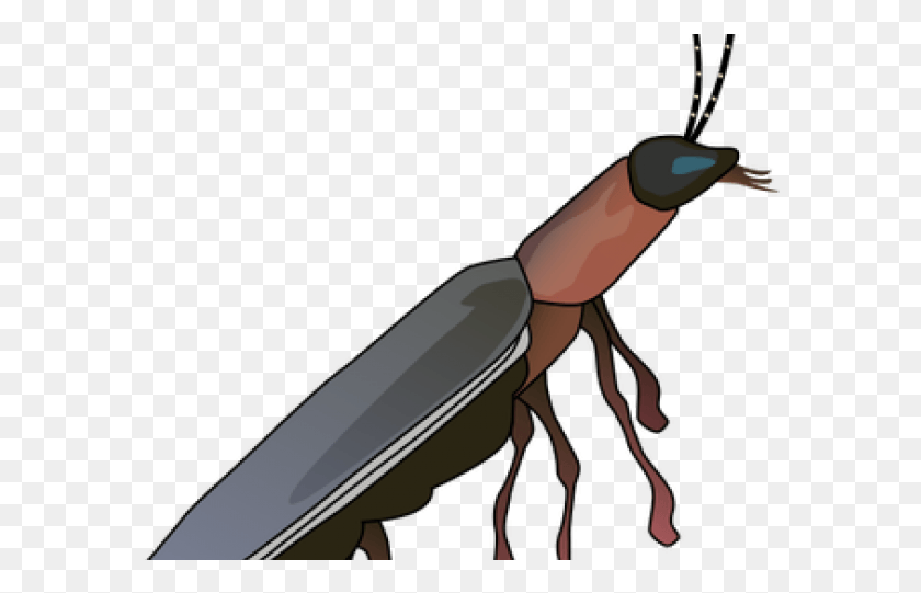 582x481 Drawn Bug Lighting Bug Lightning Bug Transparent, Animal, Insect, Invertebrate HD PNG Download