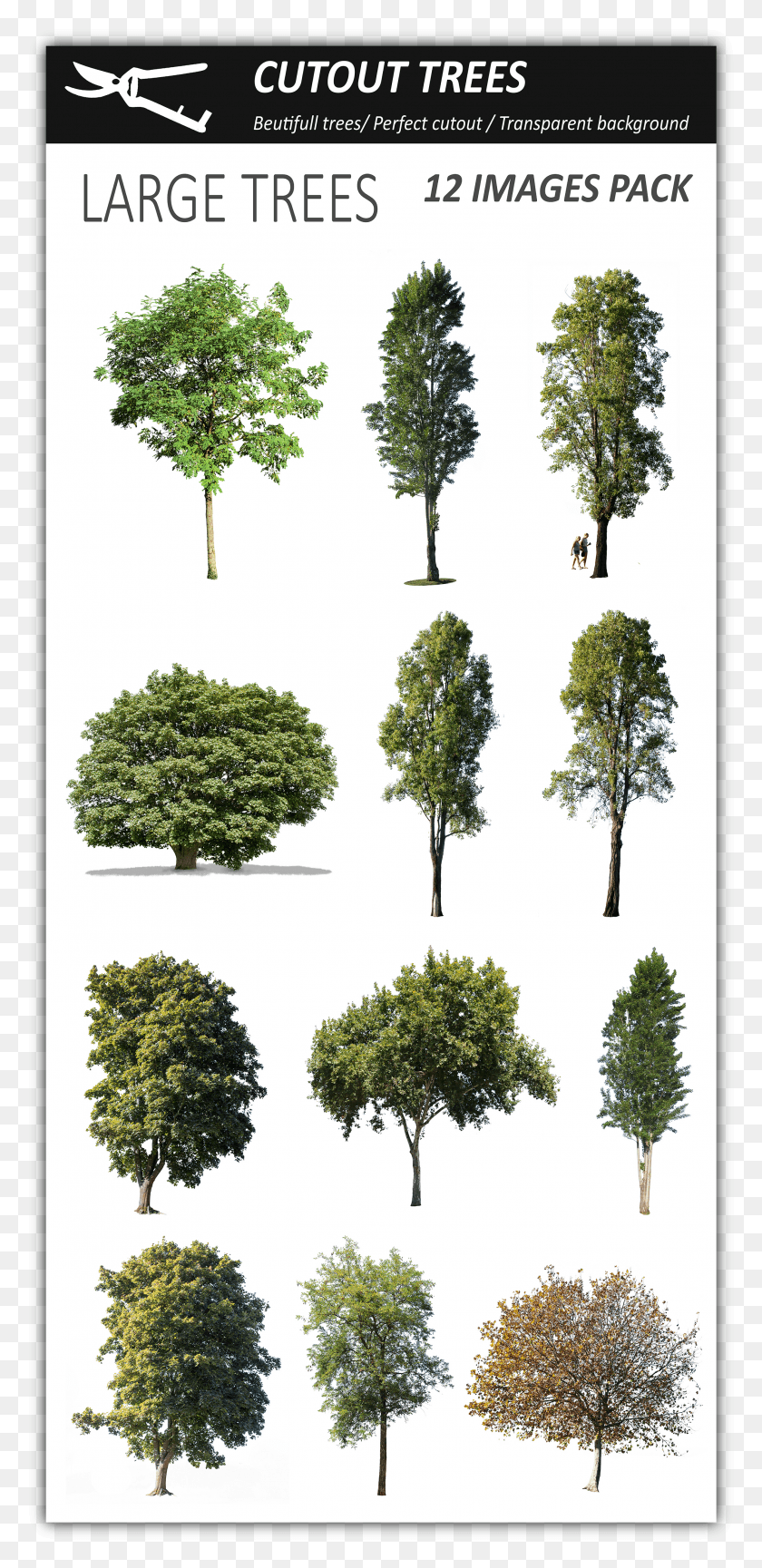 2111x4518 Drawn Bush Vegetation Pond Pine HD PNG Download