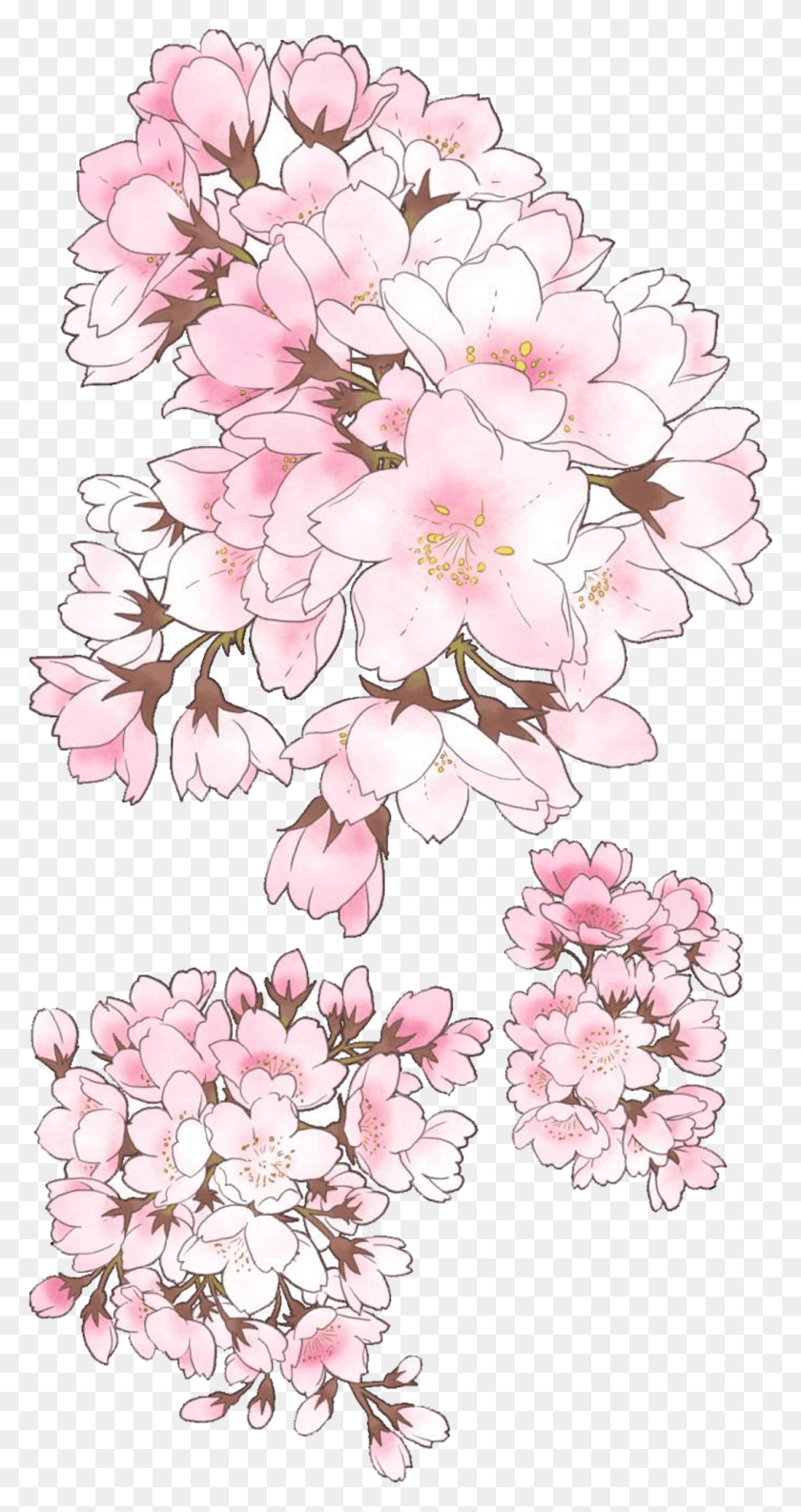 1057x2069 Drawn Cherry Blossom Hand Mountain Laurel, Plant, Flower, Blossom HD PNG Download