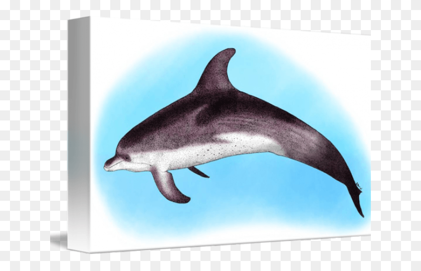 640x480 Нарисованные Дельфины Атлантический Пятнистый Дельфин Атлантический Пятнистый Дельфин, Акула, Морская Жизнь, Рыба Png Скачать