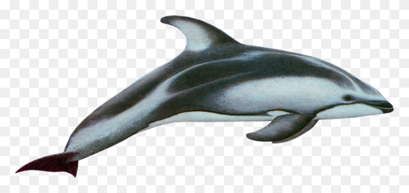 1398x604 Нарисованные Дельфины Гектор Дельфин Тихоокеанский Белый Дельфин, Морская Жизнь, Животное, Млекопитающее Hd Png Скачать